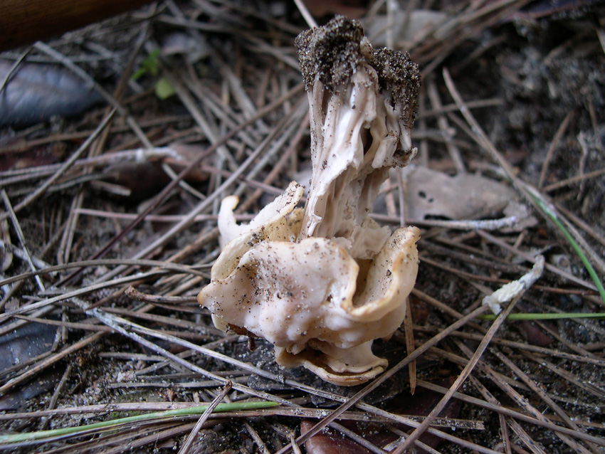 Passeggiata con gli amici del forum laziali