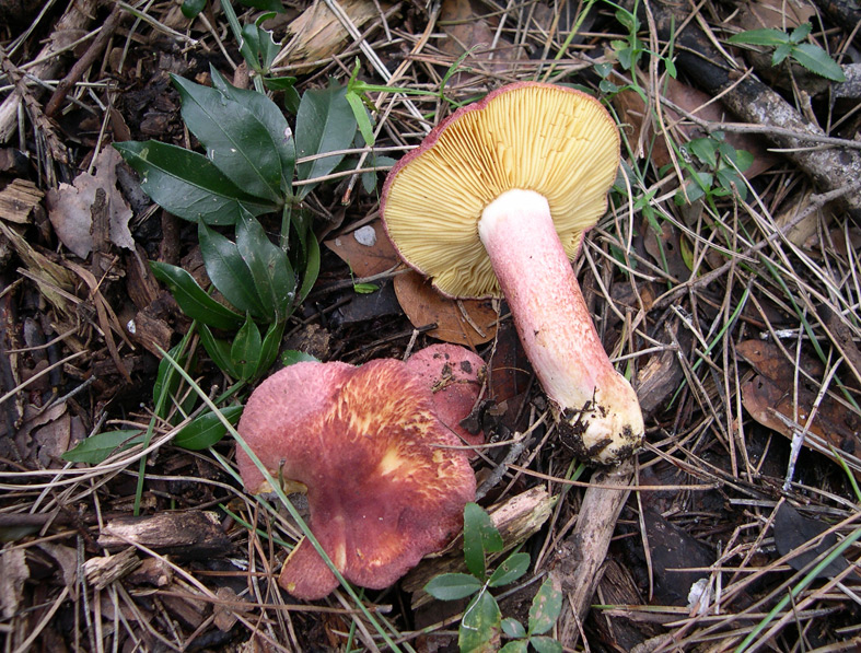 In attesa della nuova stagione...(Tricholomopsis rutilans)