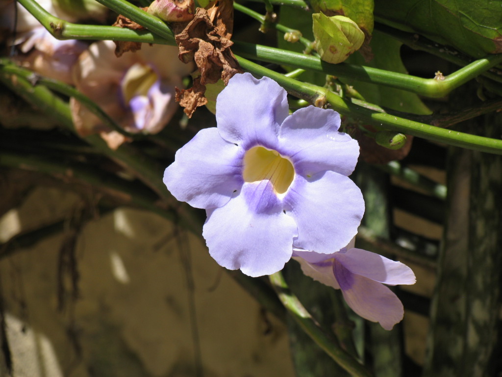 Il colore viola