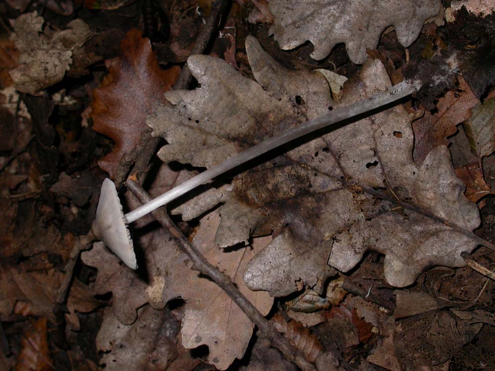 Hebeloma sarcophyllum, Hypholoma sublateritium