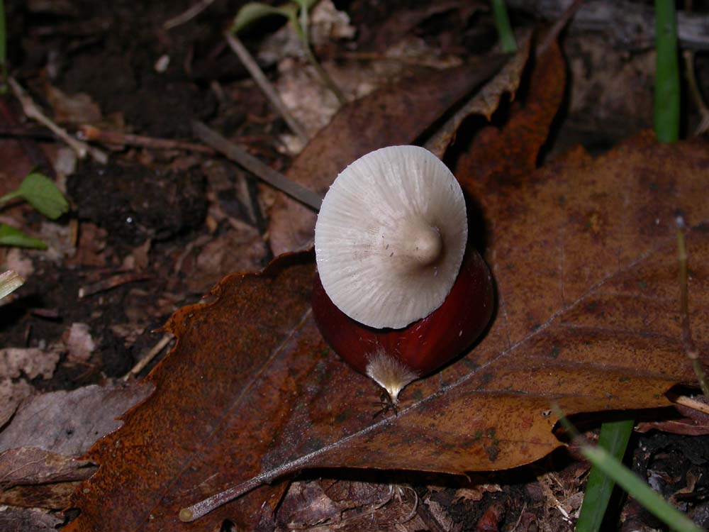 Hebeloma sarcophyllum, Hypholoma sublateritium