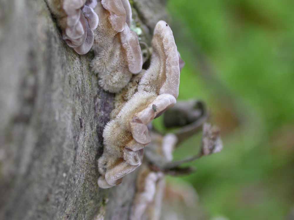 Hebeloma sarcophyllum, Hypholoma sublateritium