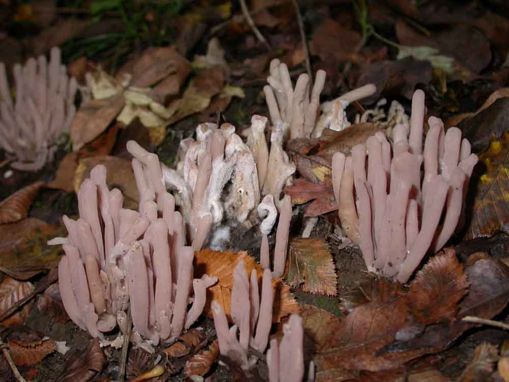 Hebeloma sarcophyllum, Hypholoma sublateritium