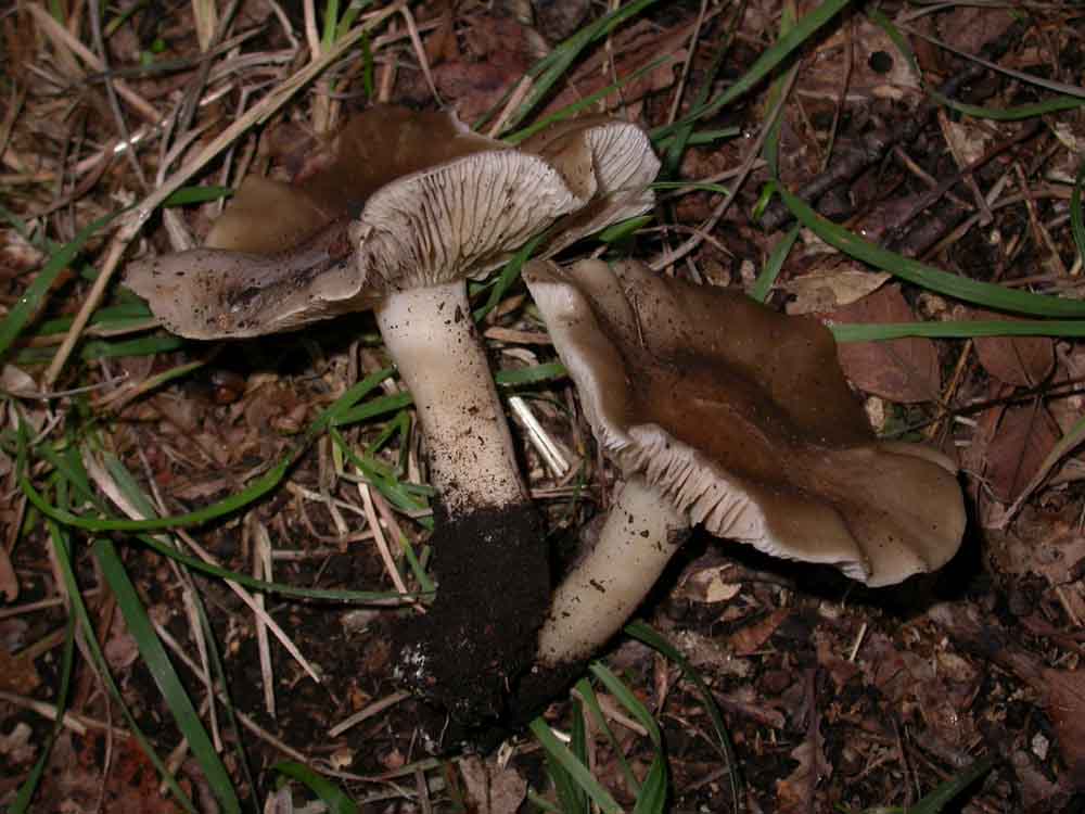 Hebeloma sarcophyllum, Hypholoma sublateritium