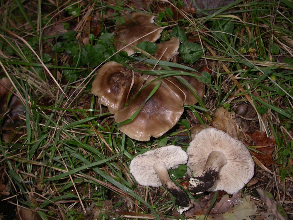Hebeloma sarcophyllum, Hypholoma sublateritium