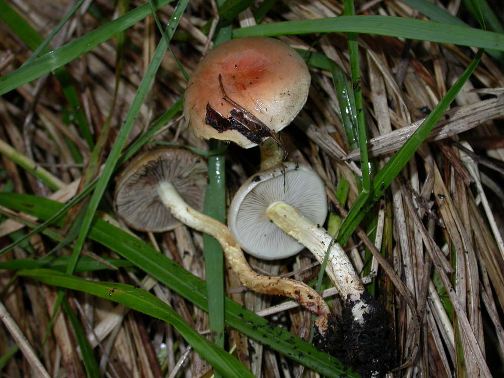 Hebeloma sarcophyllum, Hypholoma sublateritium
