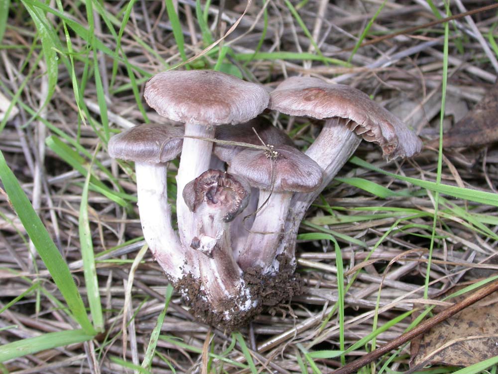 Hebeloma sarcophyllum, Hypholoma sublateritium