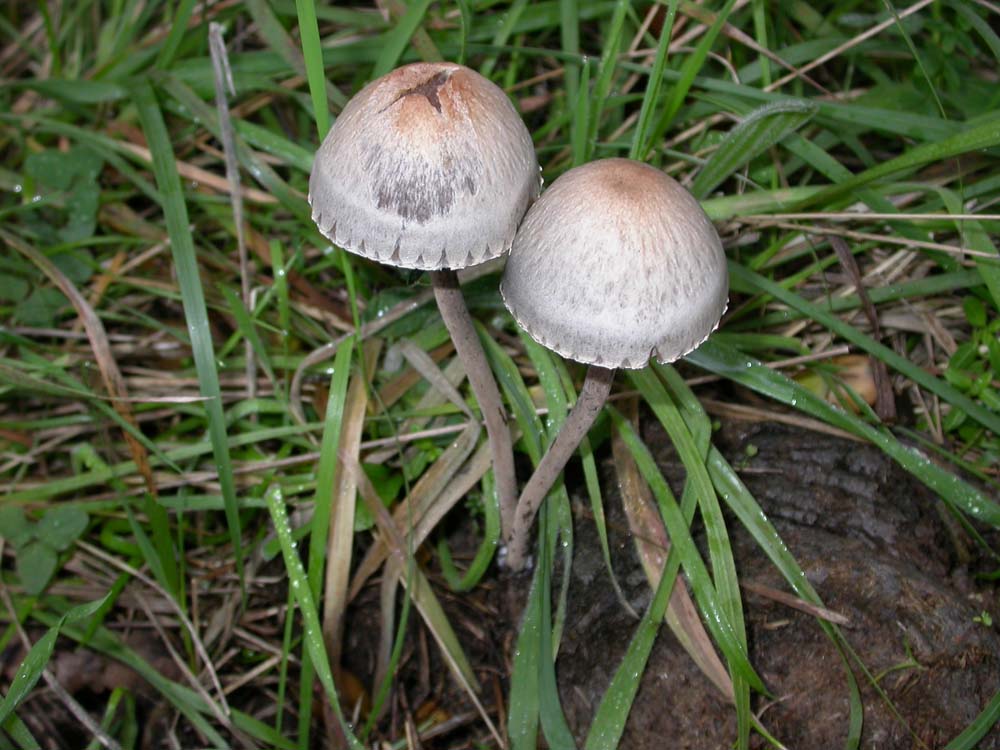 Hebeloma sarcophyllum, Hypholoma sublateritium