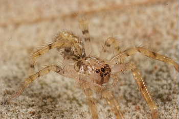 Zoropsis spinimana