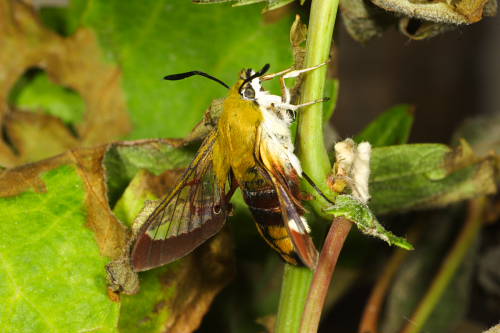 Hemaris fuciformis