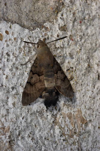 Hemaris fuciformis