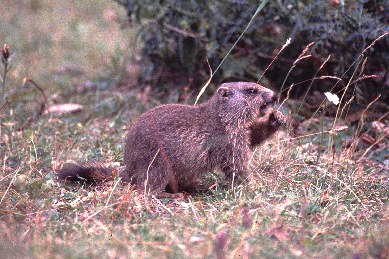 Marmotta (Val Febbraro)