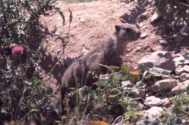 Marmotta (Val Febbraro)