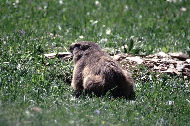 Marmotta (Val Febbraro)