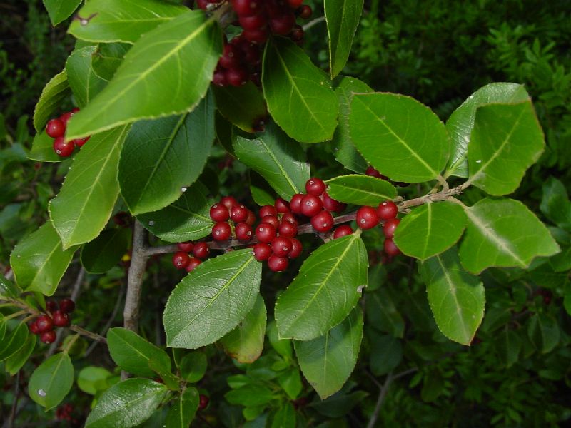 Rosso d''autunno