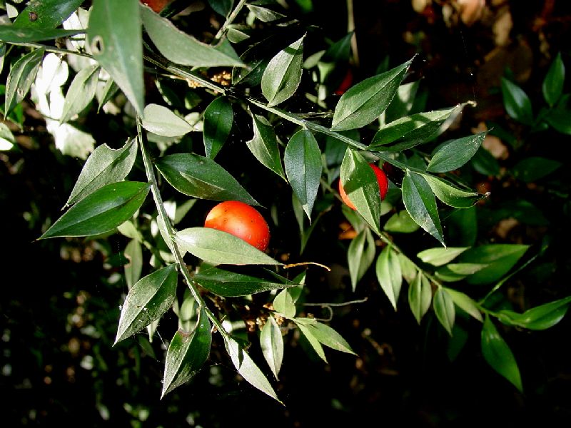 Rosso d''autunno