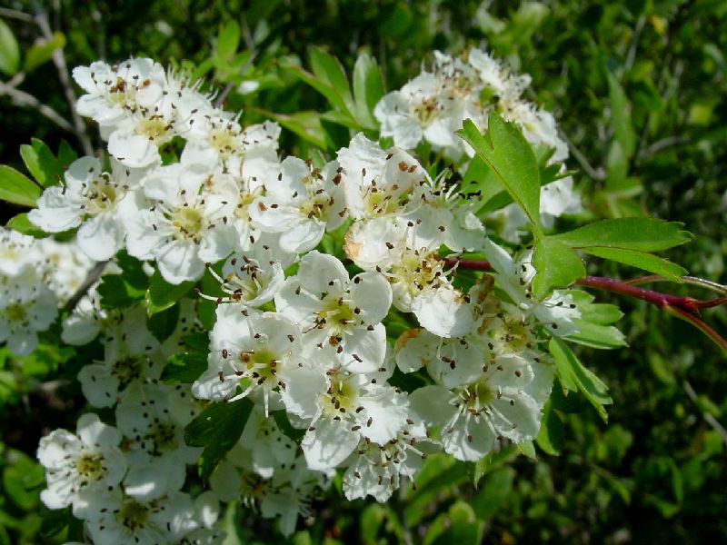 Crataegus monogyna / Biancospino comune