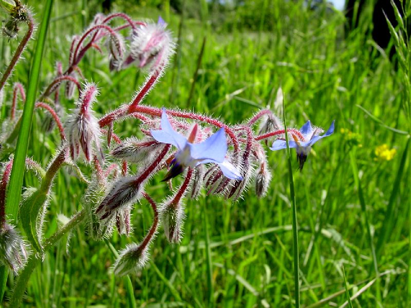 Borago officinalis / Borragine comune