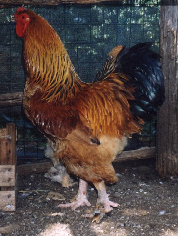 Uccello ASSENTE dalle guide!