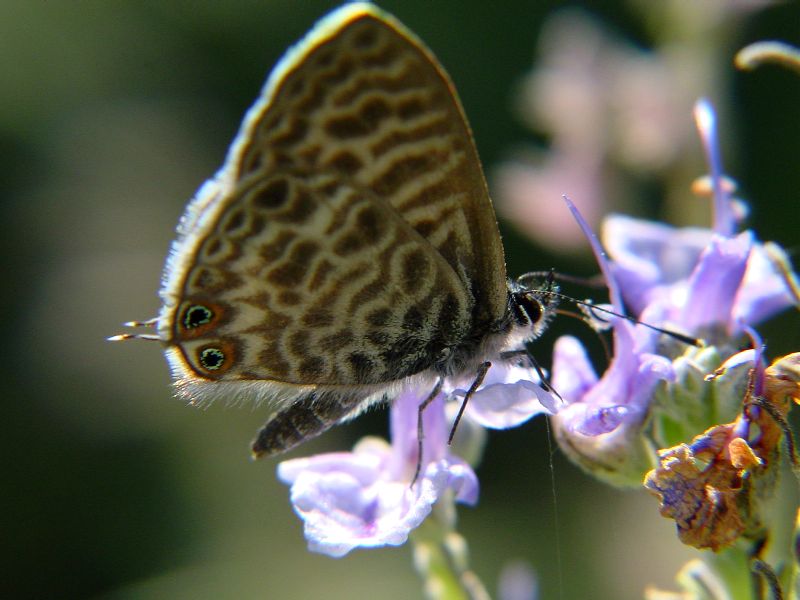 Leptotes pirithous