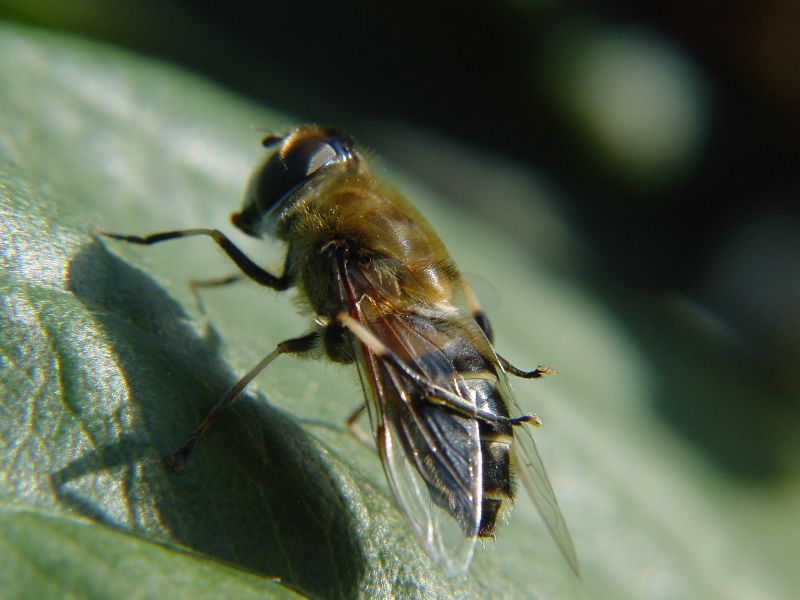 Eristalis sp.