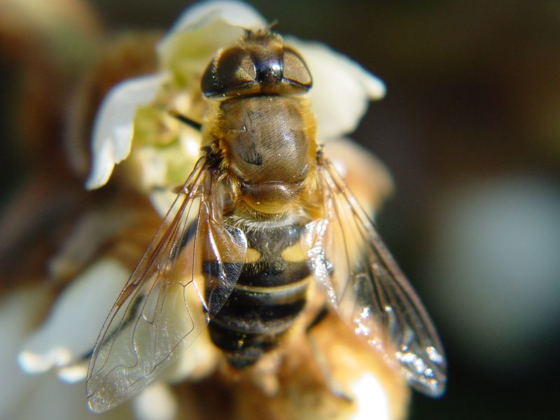 Eristalis sp.