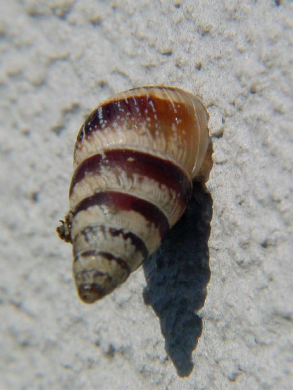 Cochlicella conoidea e C. Barbara