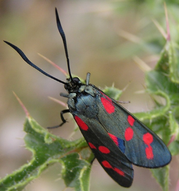 Zygaena filipendulae e transalpina