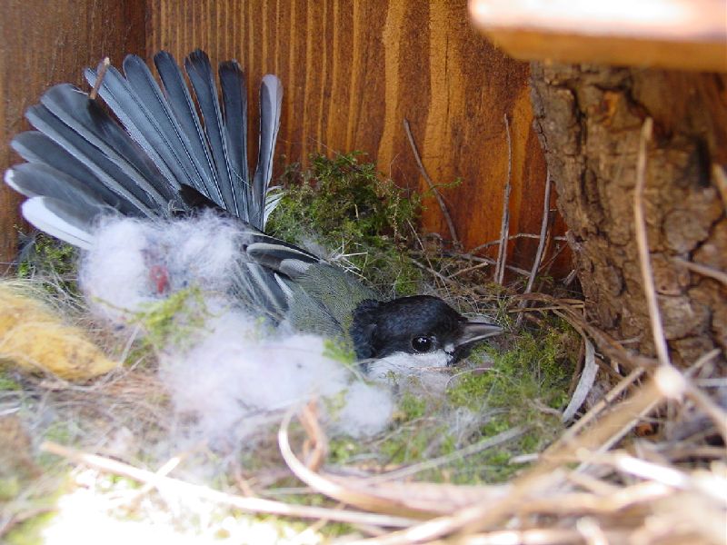 Cinciallegra (Parus major)