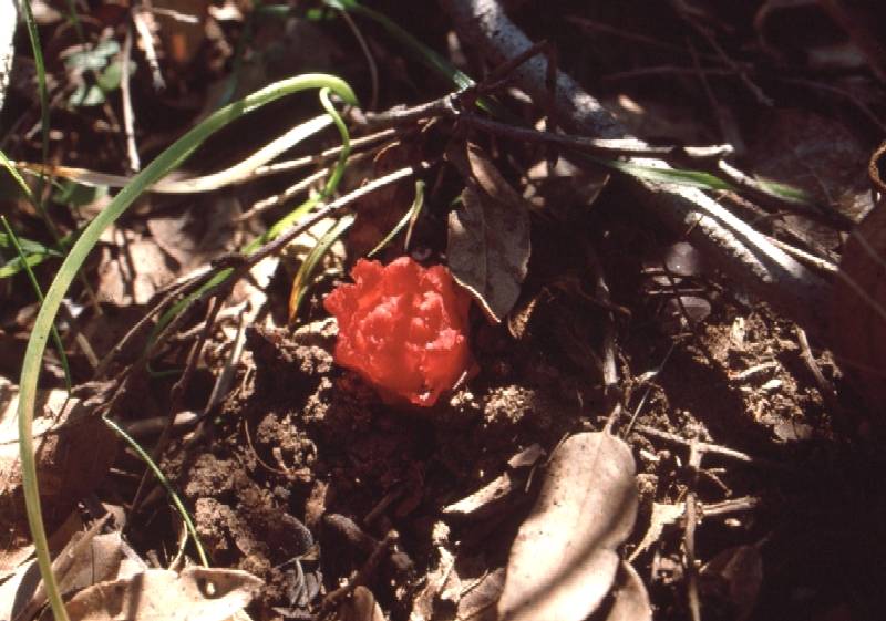 Cytinus hypocistis / Ipocisto comune (quiz)