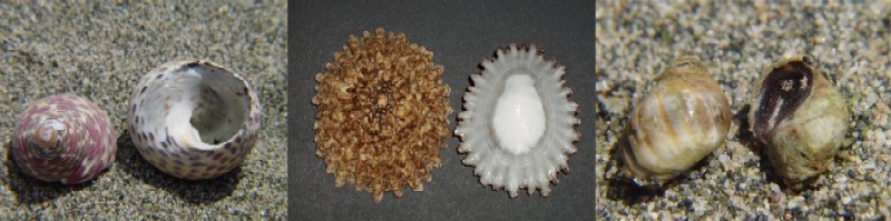 Profilo del fondo marino: suddivisione batimetrica