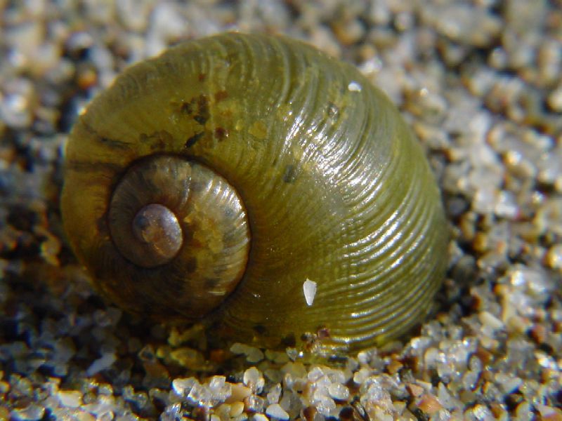 Molluschi terrestri spiaggiati!!!