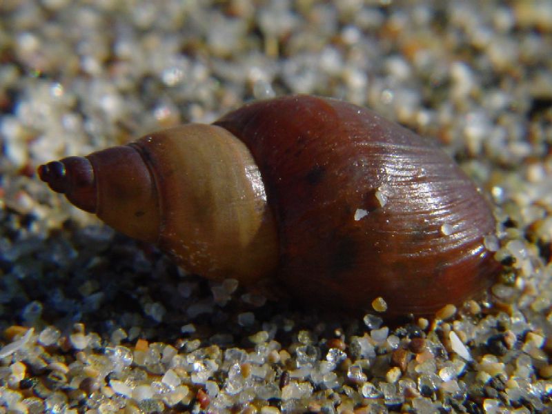 Molluschi terrestri spiaggiati!!!