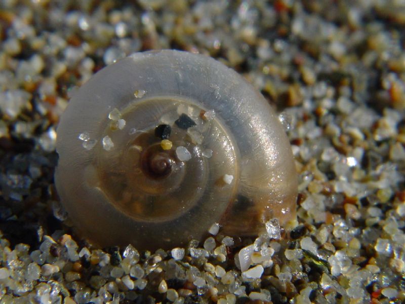 Molluschi terrestri spiaggiati!!!