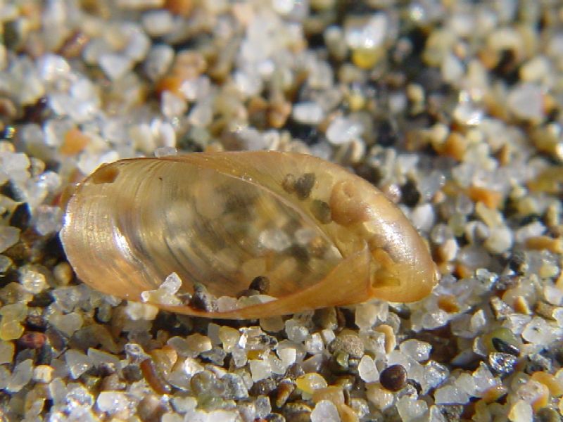 Molluschi terrestri spiaggiati!!!