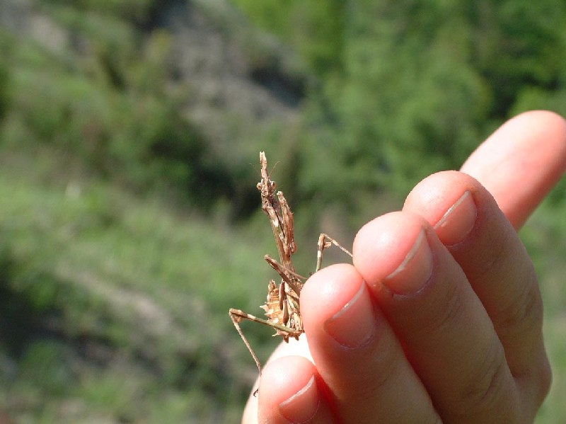 Empusa pennata