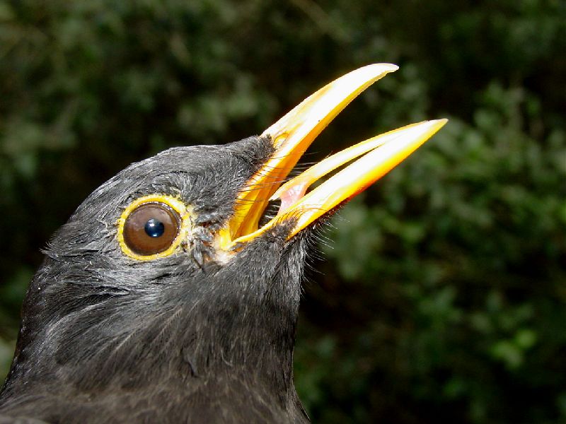 Merlo (Turdus merula)