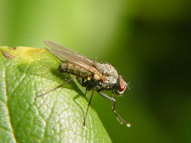 Nuovo dittero? (Tachinidae?)