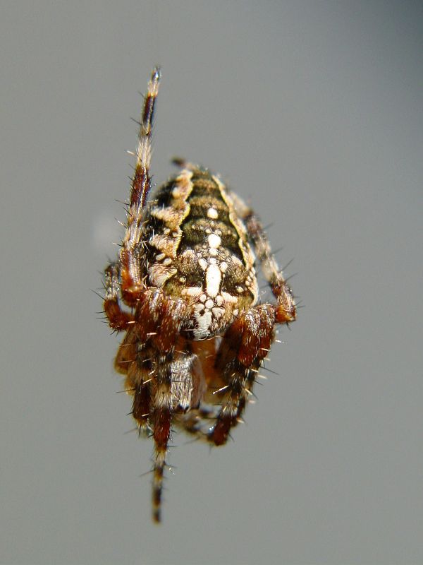 Araneus diadematus