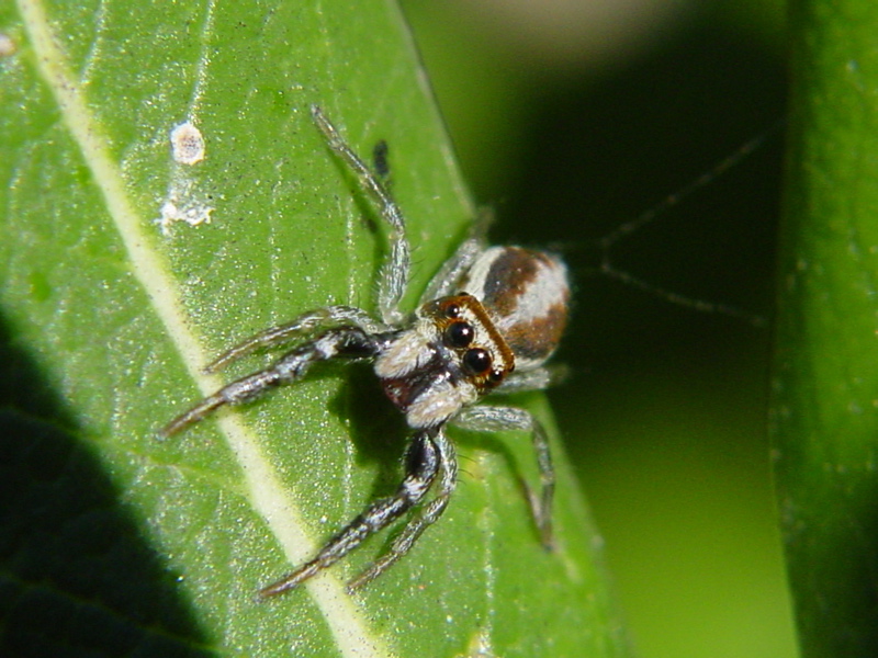Heliophanus sp.? - No, Icius sp.