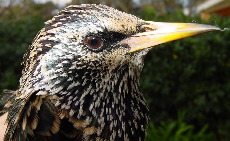 Storno (Sturnus vulgaris)