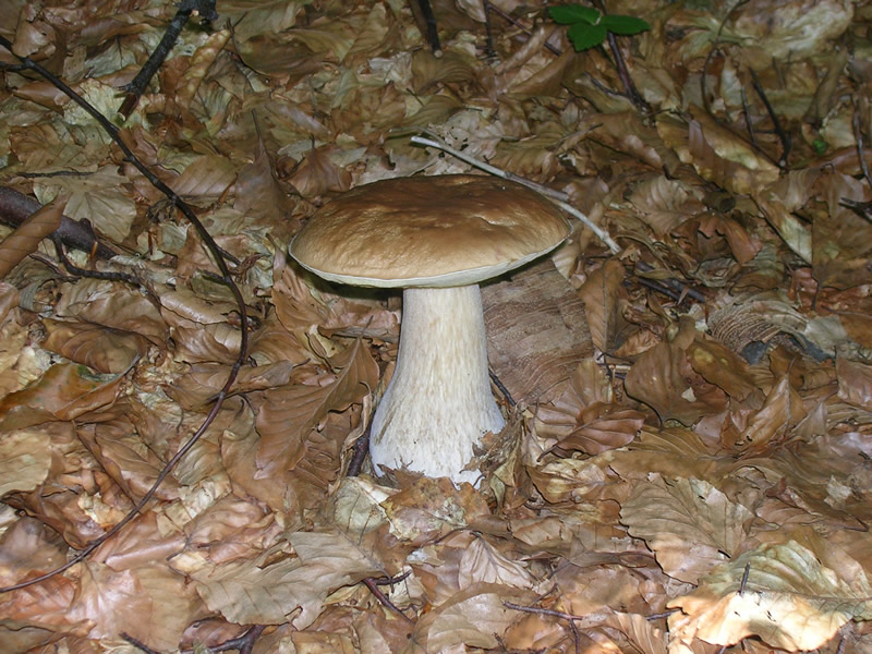 la perfezione della natura