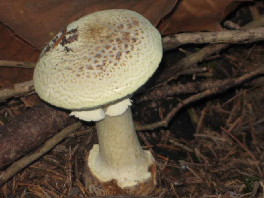 Amanita citrina