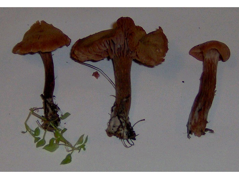 Laccaria ?