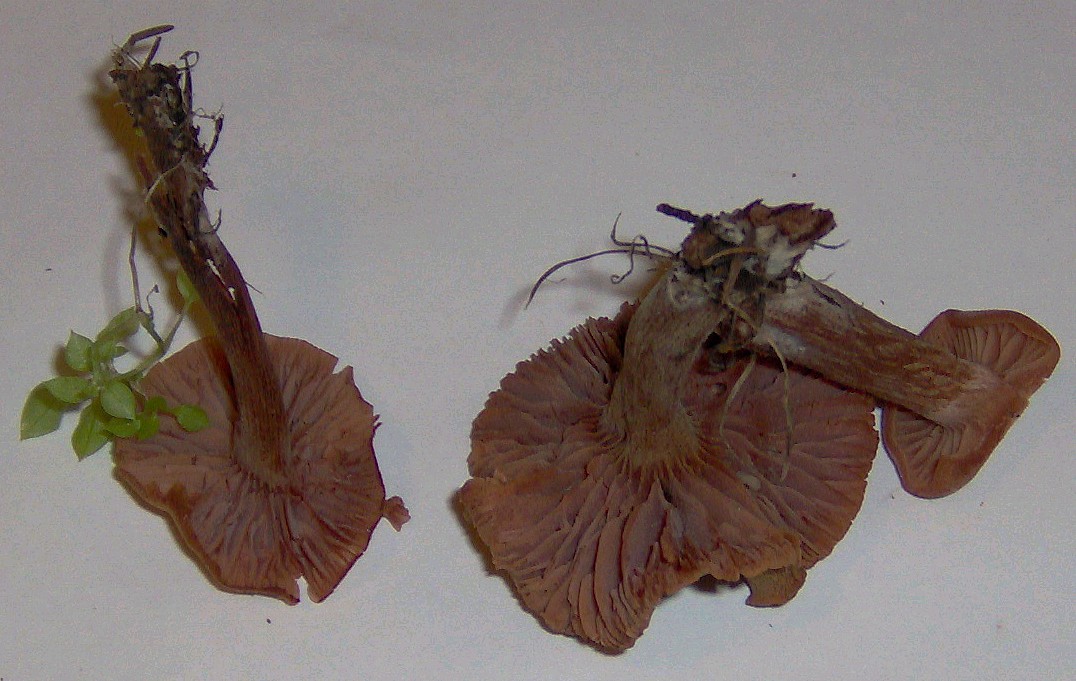 Laccaria ?
