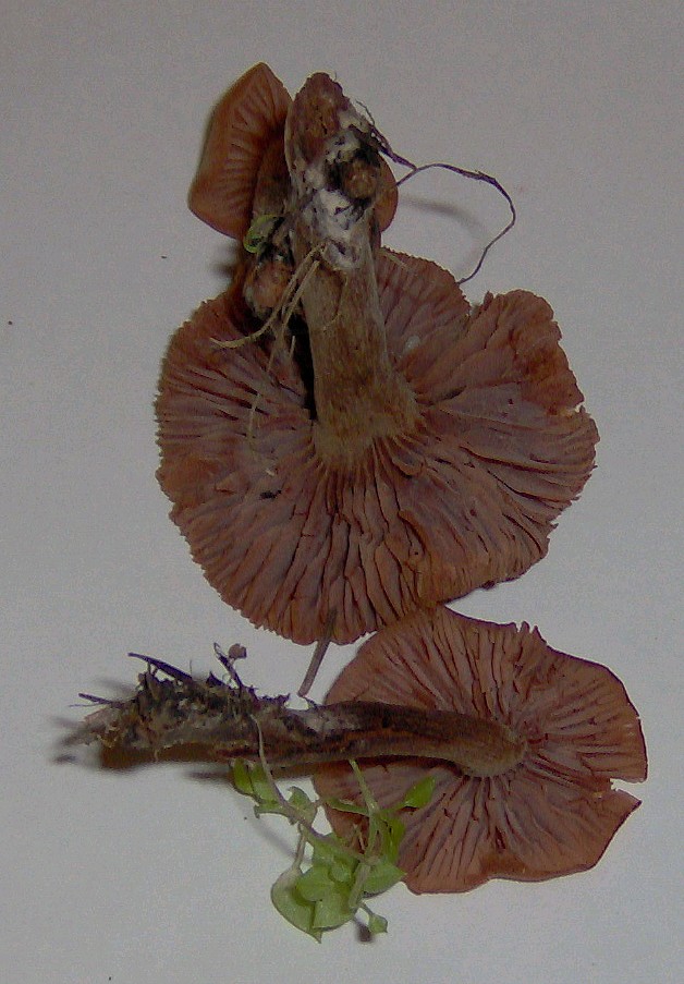 Laccaria ?