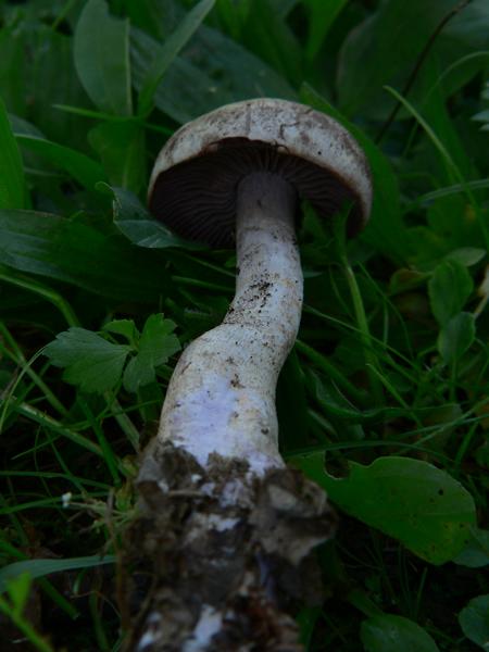 Cortinarius caninus e ??