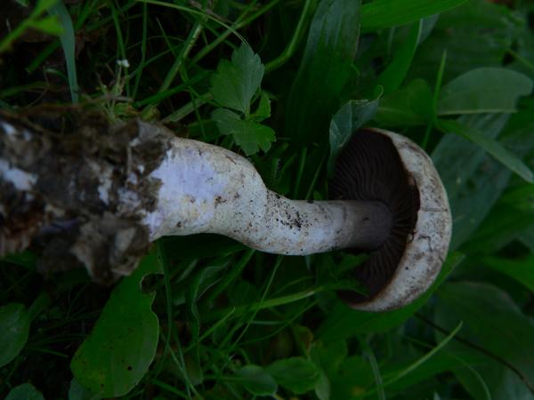 Cortinarius caninus e ??