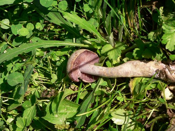 Cortinarius caninus e ??