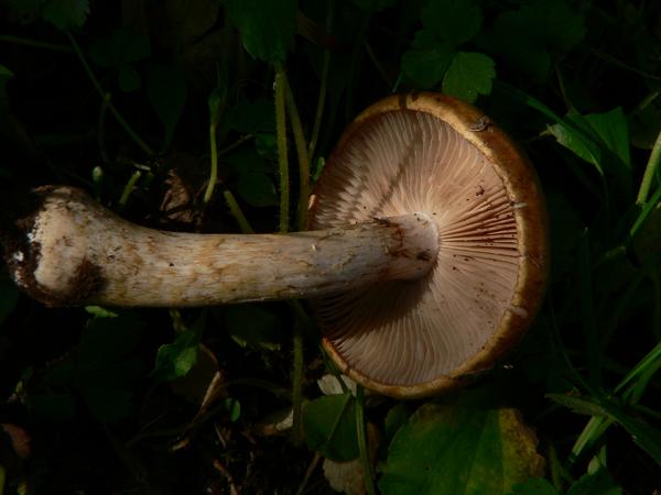 Cortinarius caninus e ??